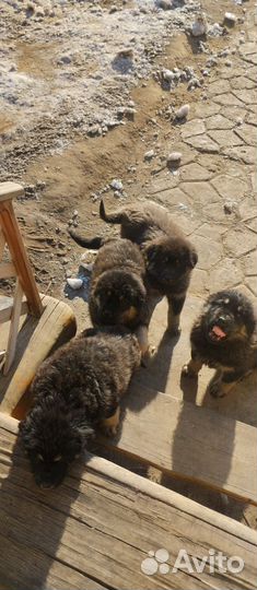 Щенки хотошо