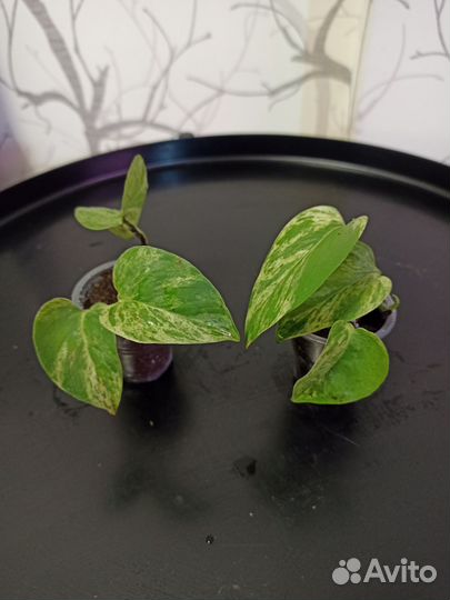 Эпипремнум марбл квин, сингониум неон