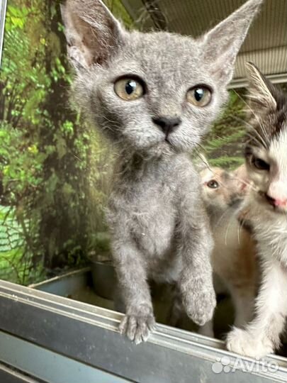 Серый котёнок из приюта бесплатно