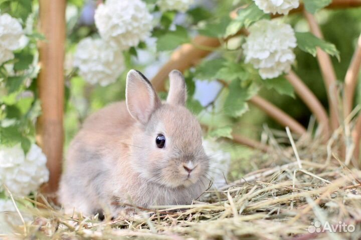 Карликовые, декоративные кролики разных пород