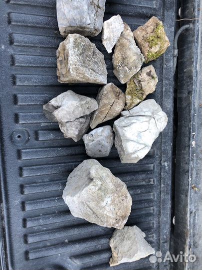 Аквариумные растения Гиацинт и Пистия