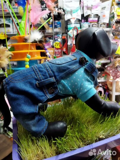 Одежда для собак