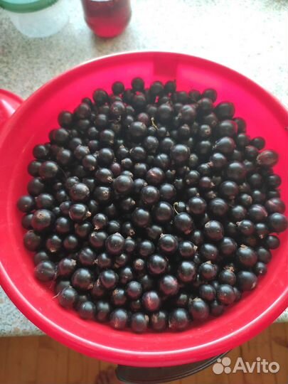 Черная смородина ягода свежая