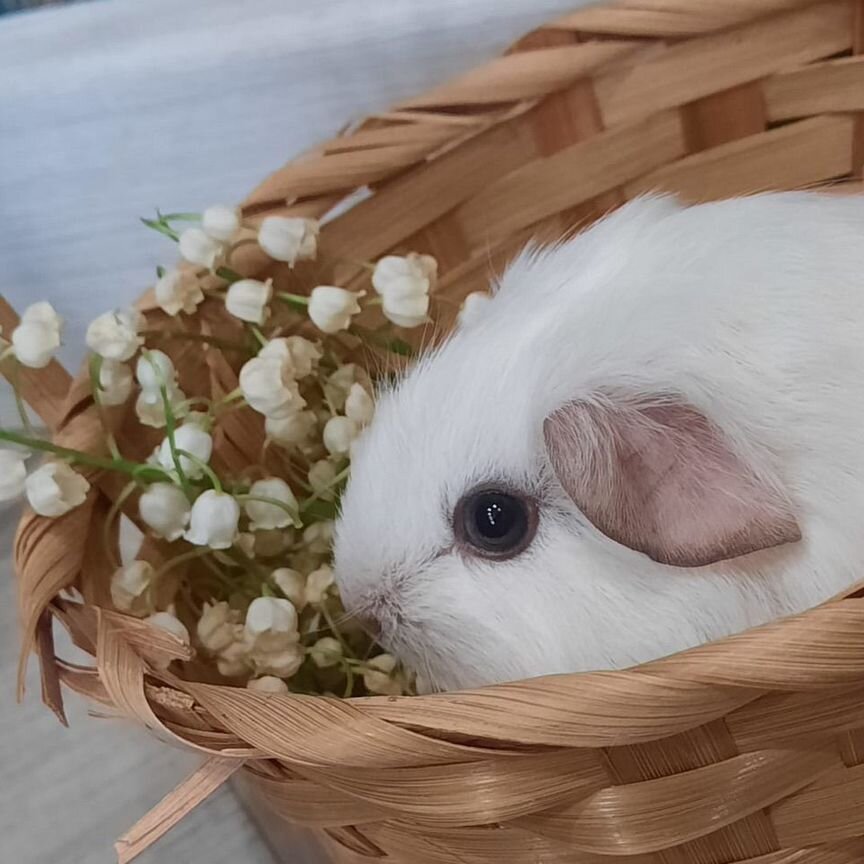 Орыстың қыздары аузына сисады