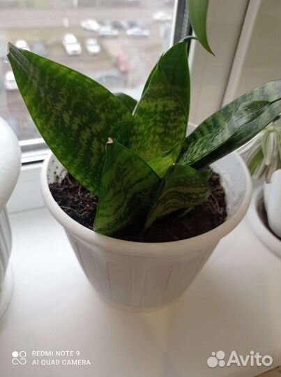 Сансевиерия, алое, рео, толстянка, хлорофитум