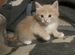 Котята сибирские ищут дом