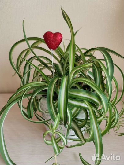 Хлорофитум кудрявый