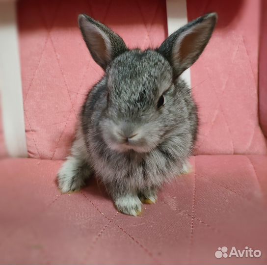 Декоративные (карликовые) крольчата