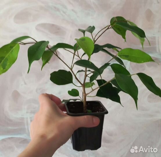 Фикус бенджамина