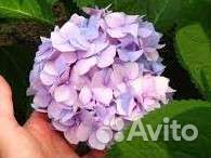 Гортензия Бесконечное лето