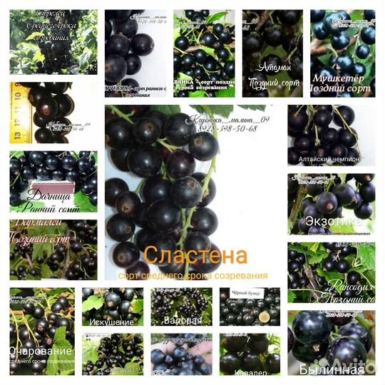 Саженцы черной смородины