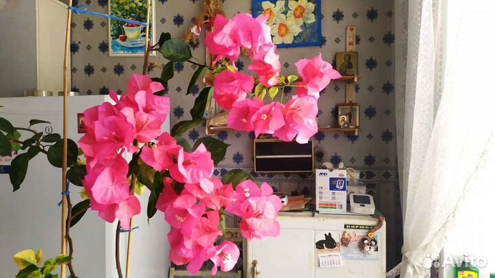 Бугенвиллия Сан Диего Ред Варьегате