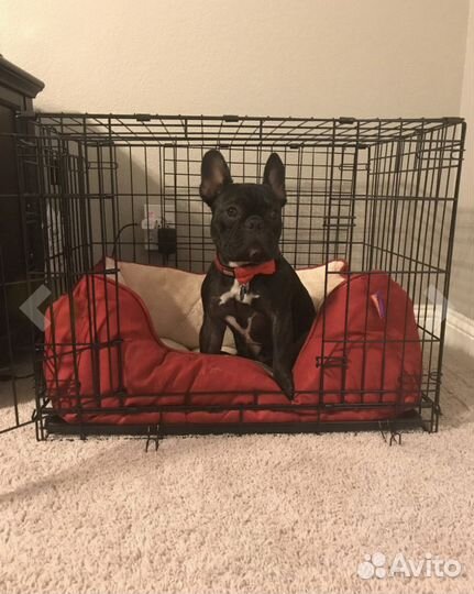 Клетка для собак