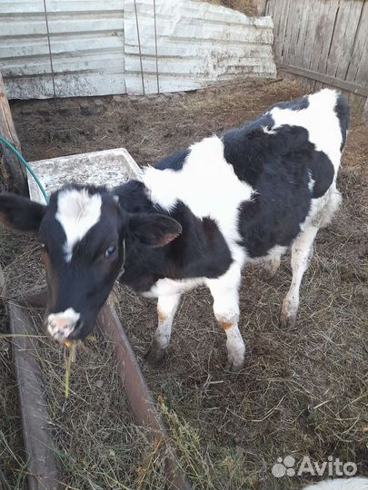 Бычки и быки