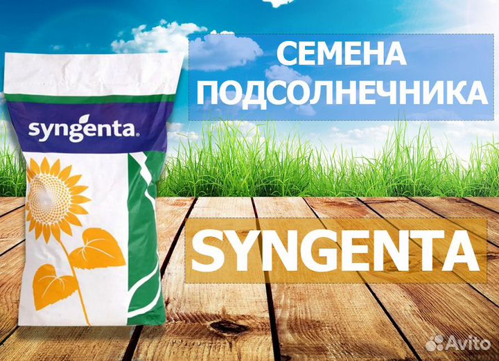 Гибриды семена подсолнечника Сингента (Syngenta)