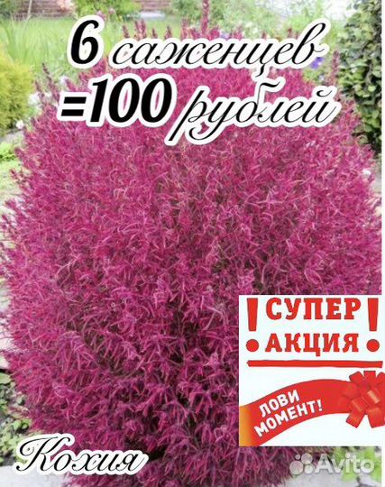 Кохия, пиретрум, вероника