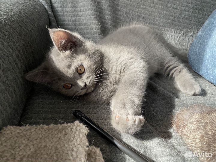 Британские котята