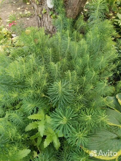 Молочай кипарисовый