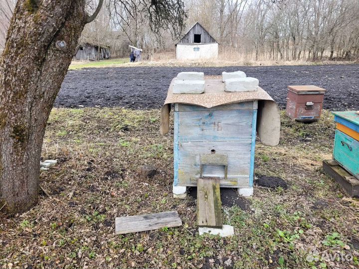 Пчелы и улья