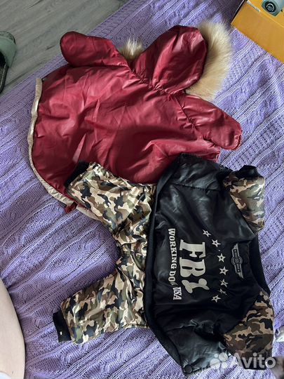 Одежда для собак чихуахуа