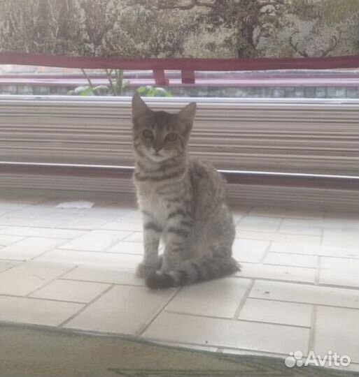 Кошки в добрые руки