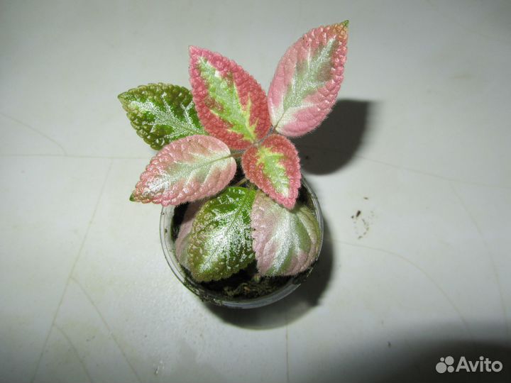 Акварельная эписция Pink Brocade