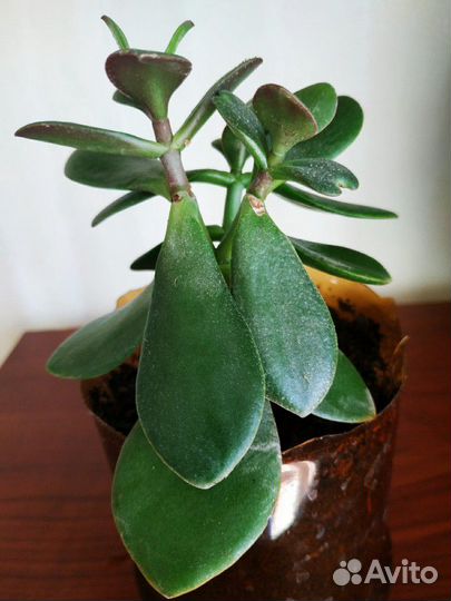 Денежное дерево (толстянка, крассула)