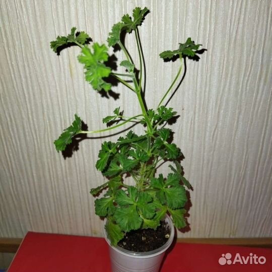 Пеларгония- ангел