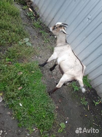 Нубийские козел