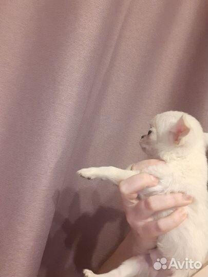 Чихуахуа мелкая девочка 4.5 мес