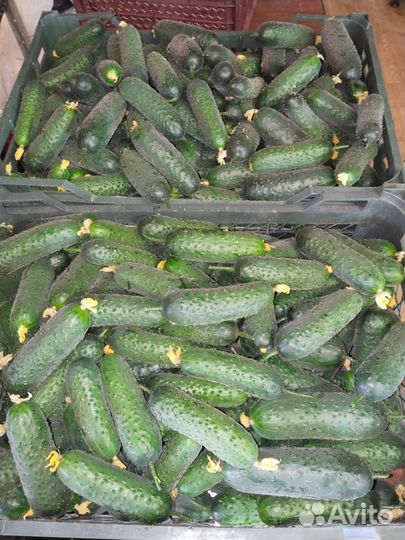 Огурцы свежие