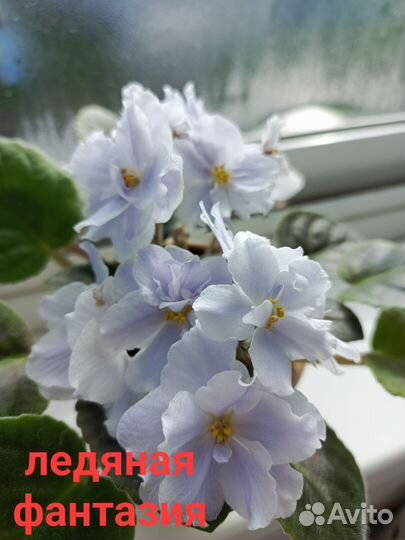 Фиалки