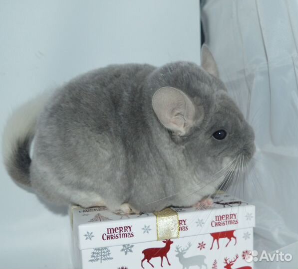 Шиншиллы самец гб и ссаженная бездетная пара