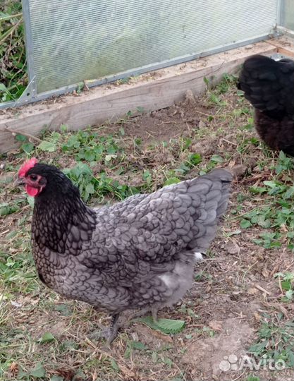 Австралорп инкубационные яйца