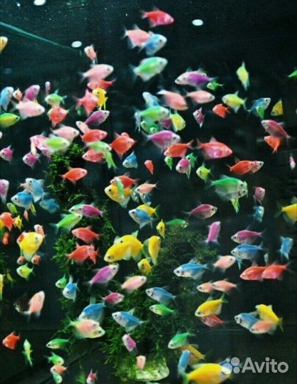 Светящиеся рыбки все цвета, другие Ассортимент