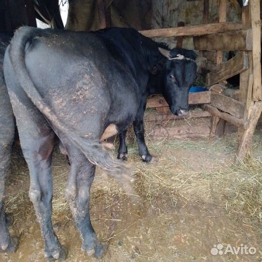 Быки на мясо живым весом