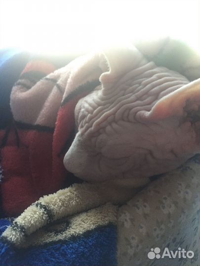 Передержка кошек/котов