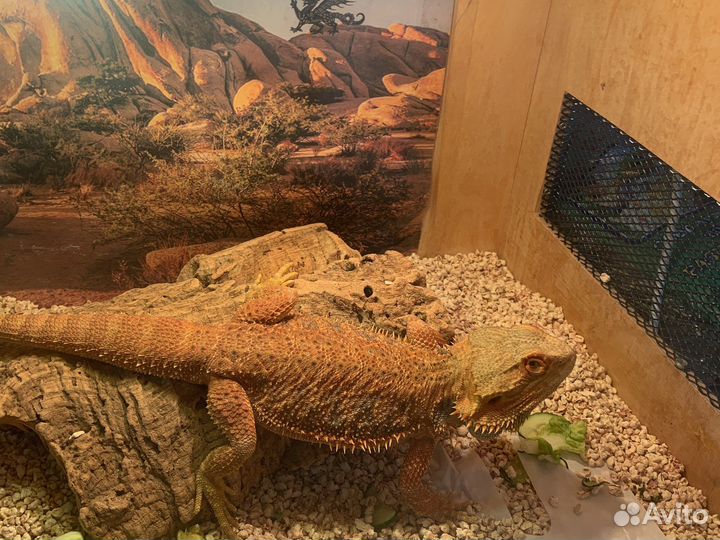 Бородатая агамы