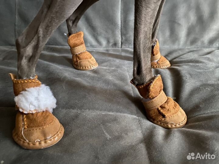 Ботинки для маленьких собак