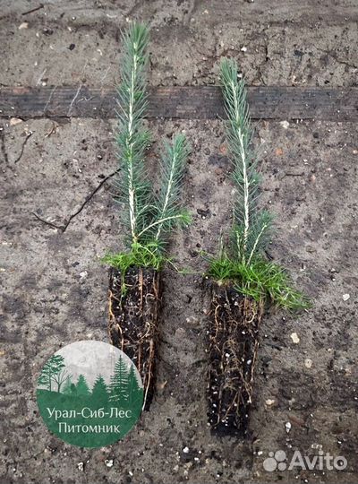 Зкс и окс Сосна Ель Лиственница сеянцы Голуб горн