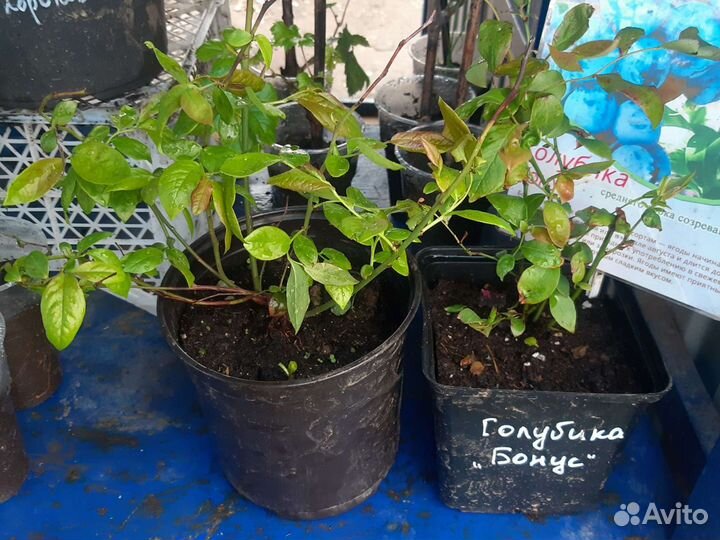 Голубика Блюкроп/Дюк/Река/Либерти