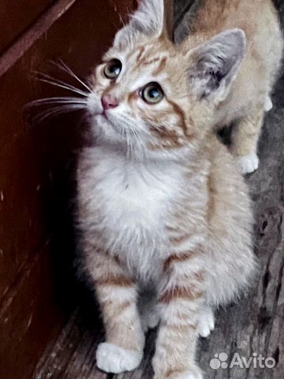 Европейская кошка