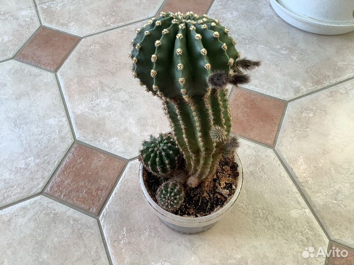 Домашние цветы