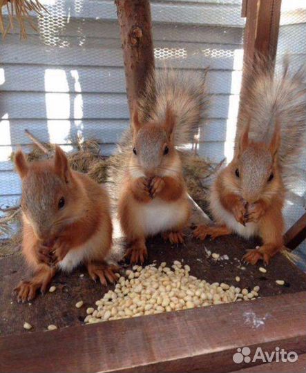 Белка Алтайская