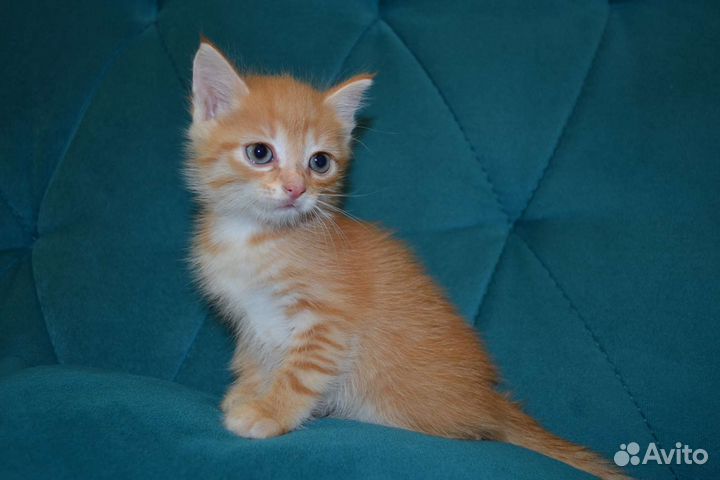 Прекрасный Котёнок девочка в добрые руки