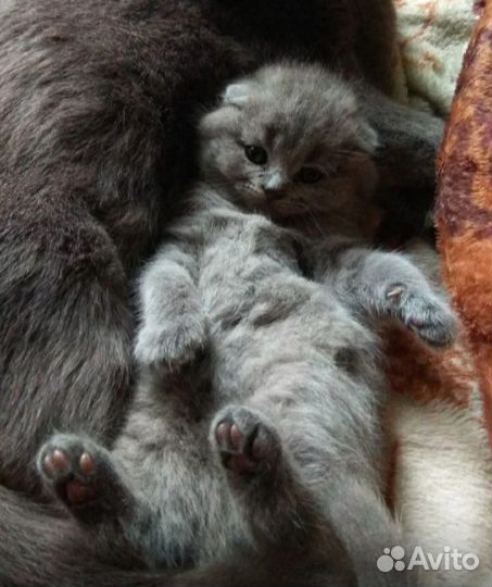 Шотландские котята