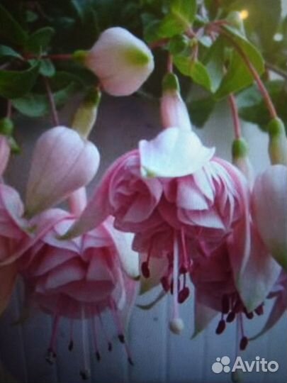 Фуксия сортовая