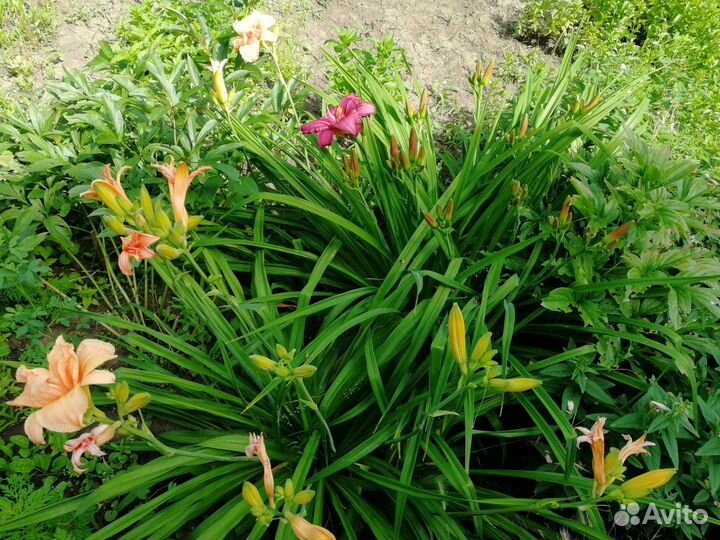 Лилейники сортовые