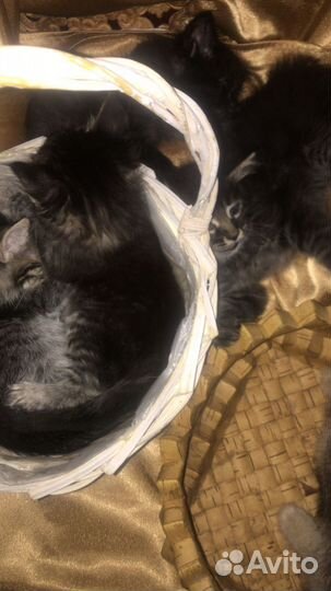 Отдают котят