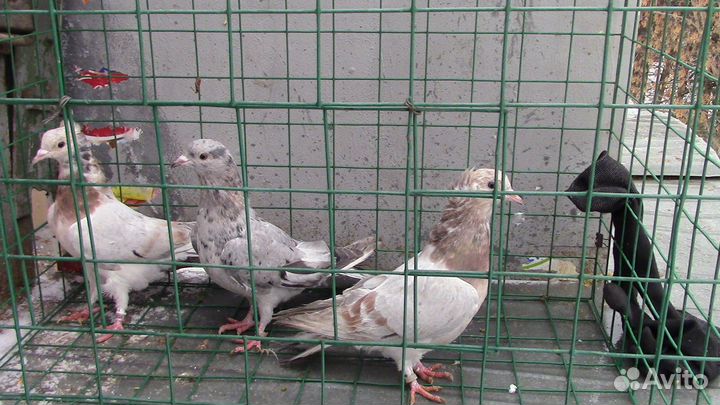 Голуби бакинские бойные (старопородные)